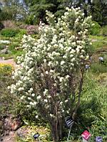 Anthyllis Barba-Jovis (fam. Papilionacees)(rg mediterraneennes) (01) (Photo F. Mrugala)